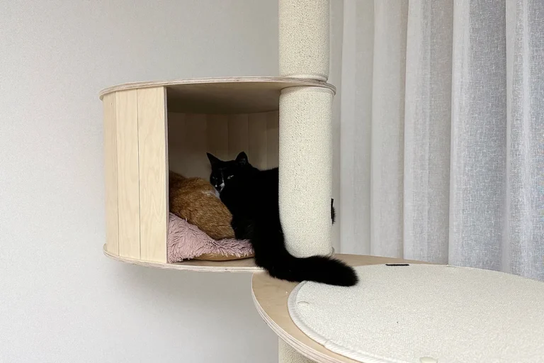 cat-moving-checklist