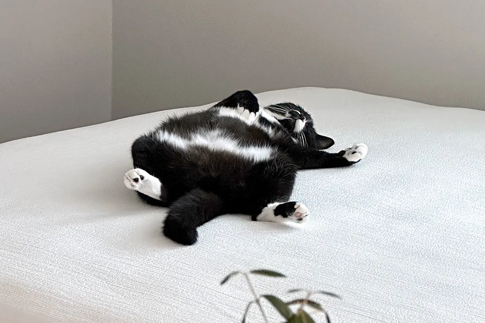 펠리웨이로 고양이 스트레스 해결