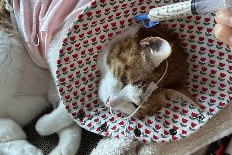 고양이 식욕부진 | 콧줄(비위관)로 극복한 후기