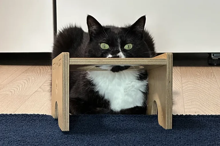 고양이 식욕촉진제 가이드
