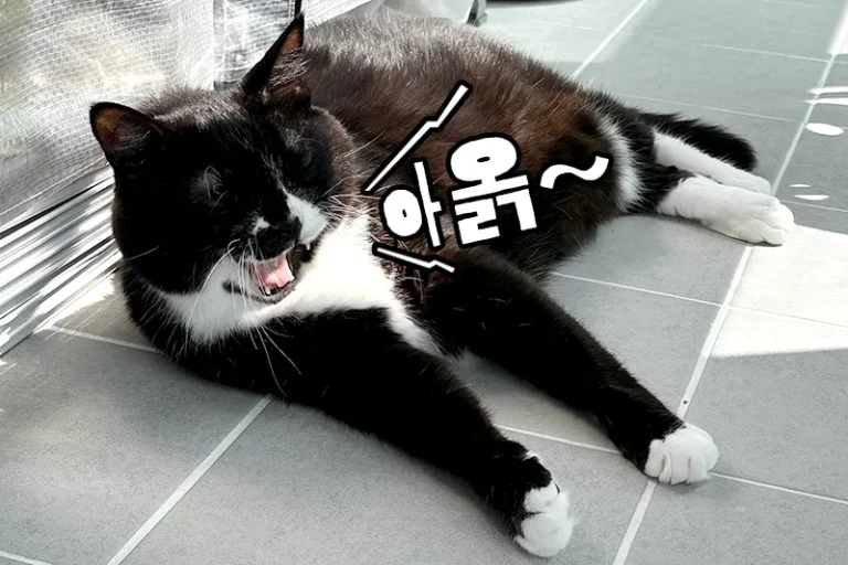고양이 새벽 울음 해결 방법