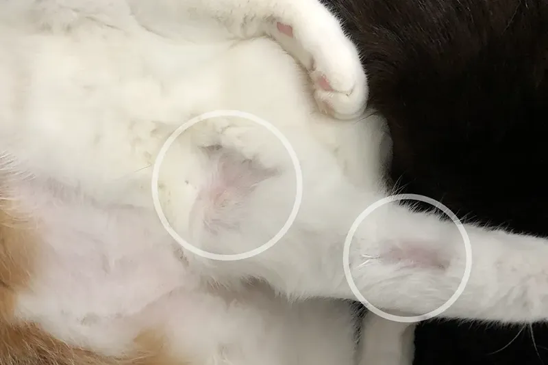 cat-mast-cell-tumor (3)