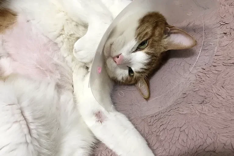 금봉이 비만세포종 수술부터 회복까지! 수술 후 3년 경과