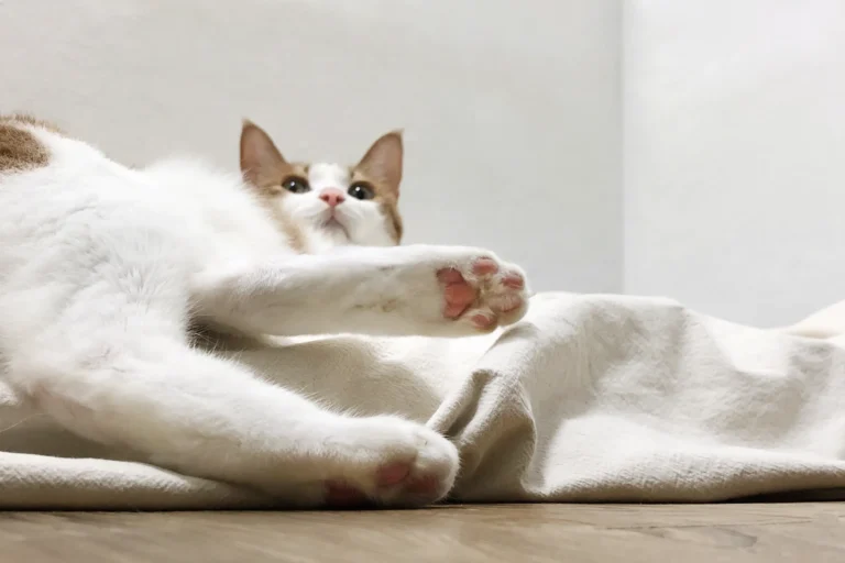 고양이 비만세포종