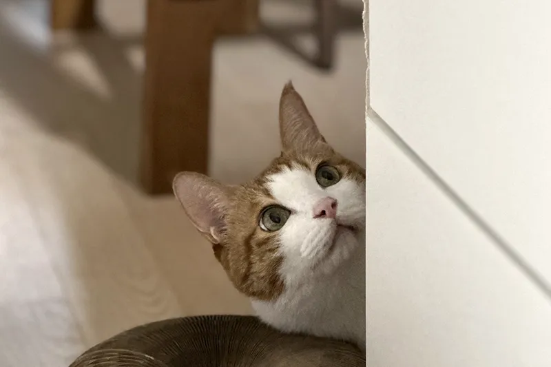 고양이 췌장염 케어