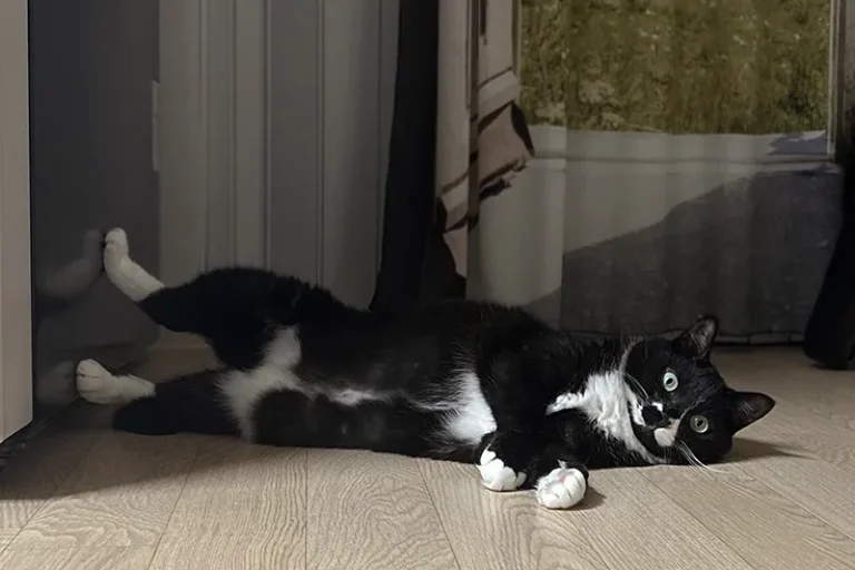 고양이 IBD와 림포마의 차이점과 관리 방법 공유