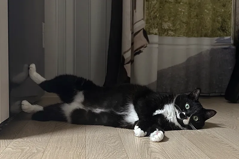 고양이 IBD와 림포마의 차이점과 관리 방법 공유