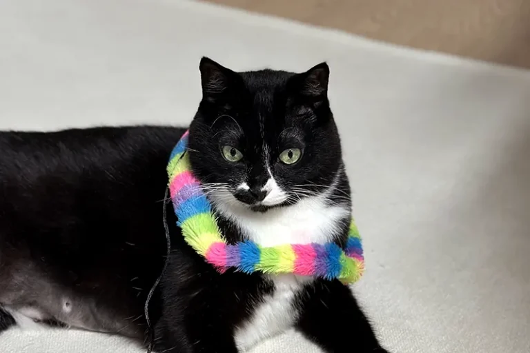 IBD 고양이 식이 관리 노하우