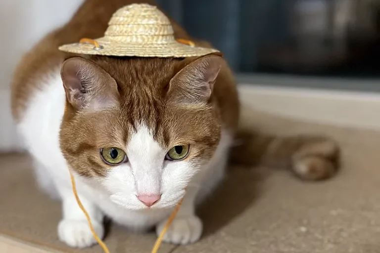 고양이 식욕촉진제 미르타자핀 장기 복용 후기