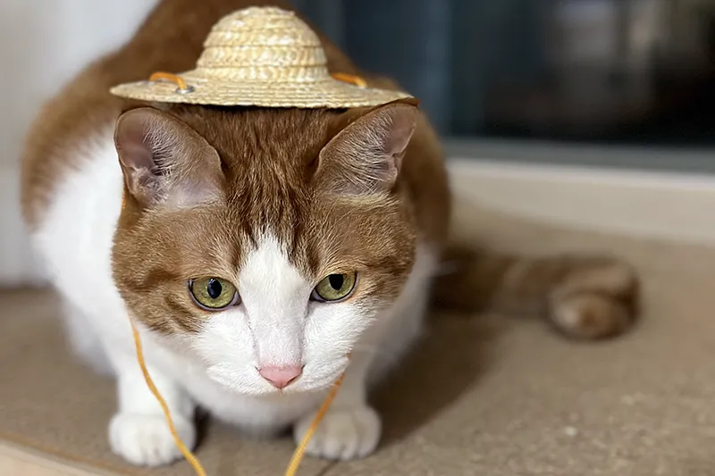 고양이 식욕촉진제 미르타자핀 장기 복용 후기